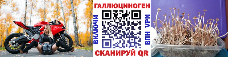 Купить закладки  Мончегорск  Галлюциногенные грибы Psilocybine cubensis 